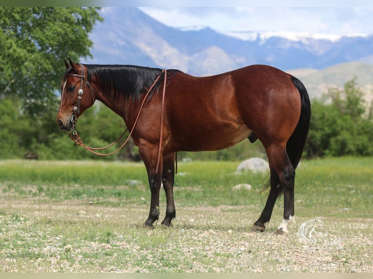 American Quarter Horse Wallach 5 Jahre 150 cm Rotbrauner in Cody