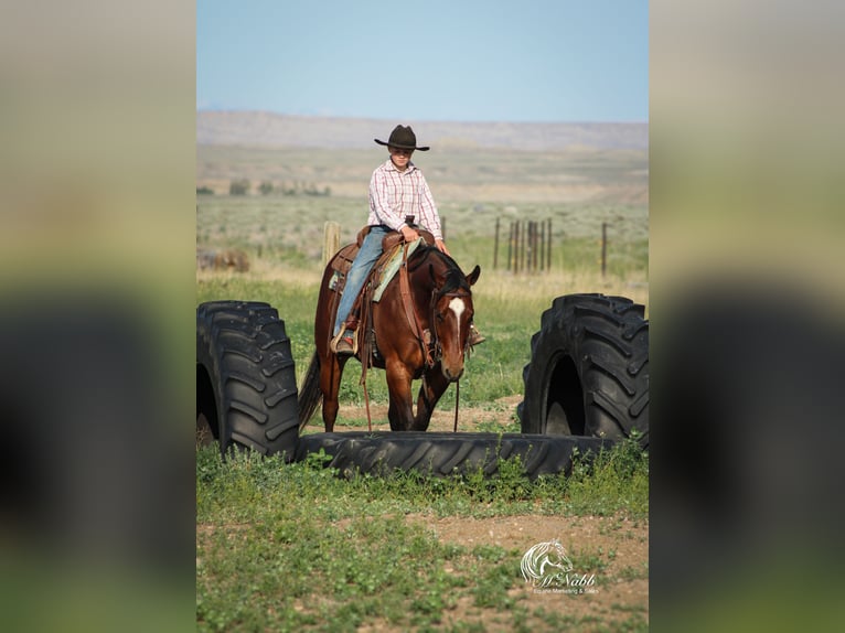 American Quarter Horse Wallach 5 Jahre 150 cm Rotbrauner in Cody