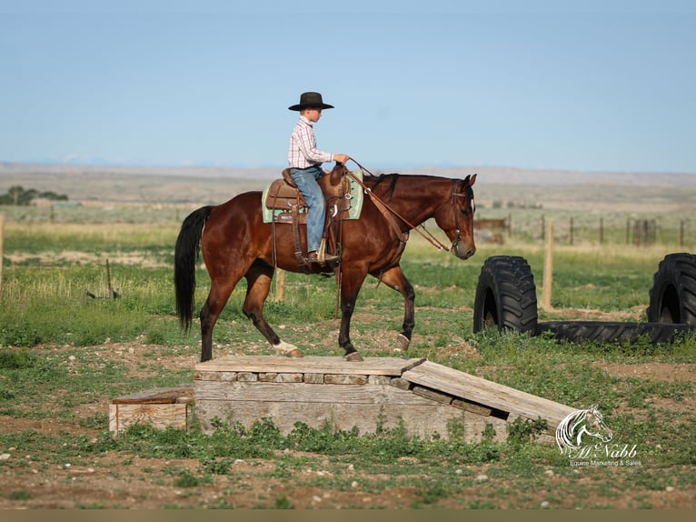 American Quarter Horse Wallach 5 Jahre 150 cm Rotbrauner in Cody