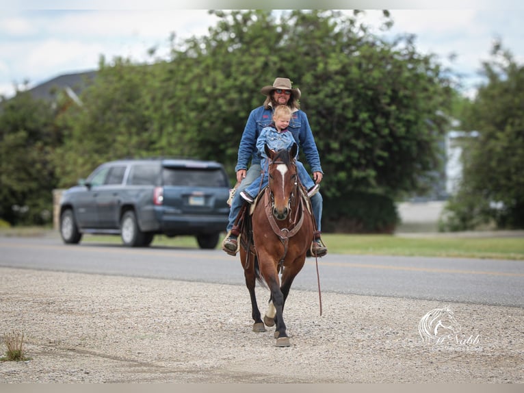 American Quarter Horse Wallach 5 Jahre 150 cm Rotbrauner in Cody