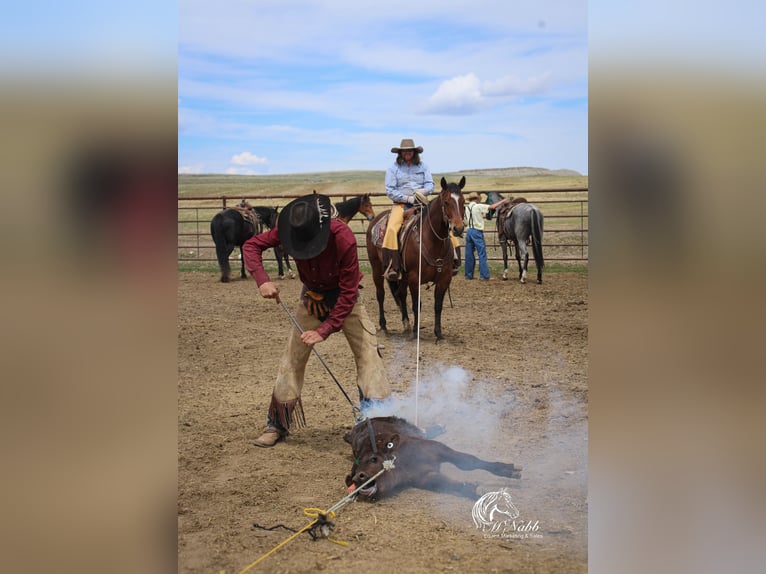 American Quarter Horse Wallach 5 Jahre 150 cm Rotbrauner in Cody