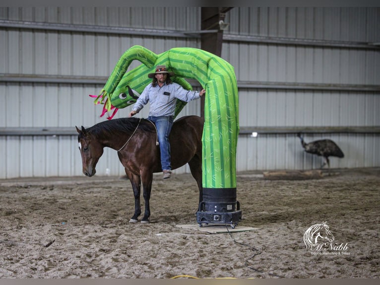 American Quarter Horse Wallach 5 Jahre 150 cm Rotbrauner in Cody