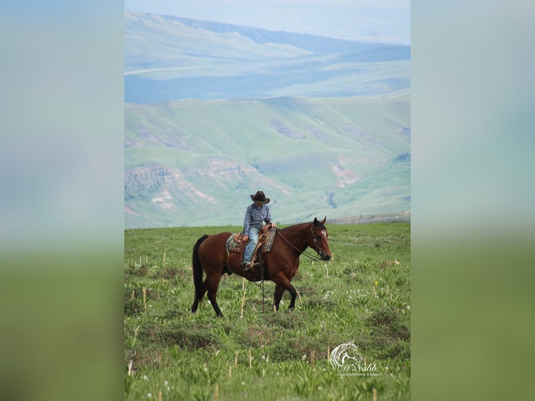 American Quarter Horse Wallach 5 Jahre 150 cm Rotbrauner in Cody
