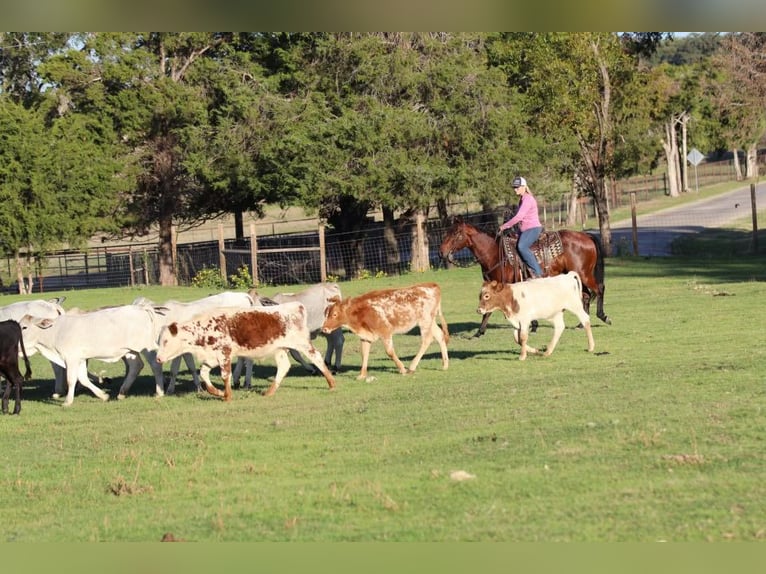 American Quarter Horse Wallach 5 Jahre 150 cm Rotbrauner in Joshua, TX