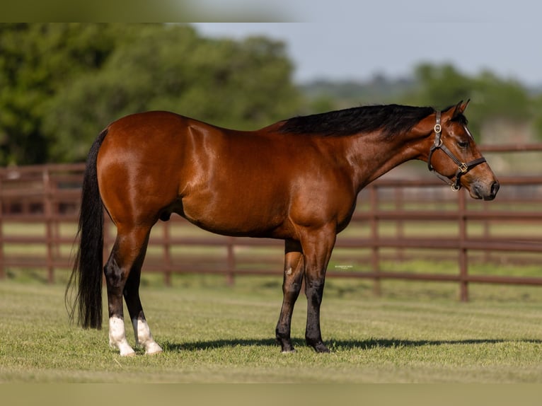 American Quarter Horse Wallach 5 Jahre 150 cm Rotbrauner in Burleson