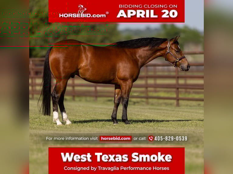 American Quarter Horse Wallach 5 Jahre 150 cm Rotbrauner in Burleson