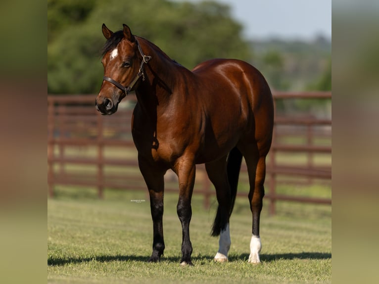 American Quarter Horse Wallach 5 Jahre 150 cm Rotbrauner in Burleson