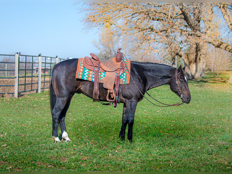 American Quarter Horse Wallach 5 Jahre 150 cm Rotbrauner in Wykoff