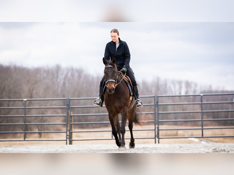 American Quarter Horse Wallach 5 Jahre 150 cm Rotbrauner in Fredericksburg, OH