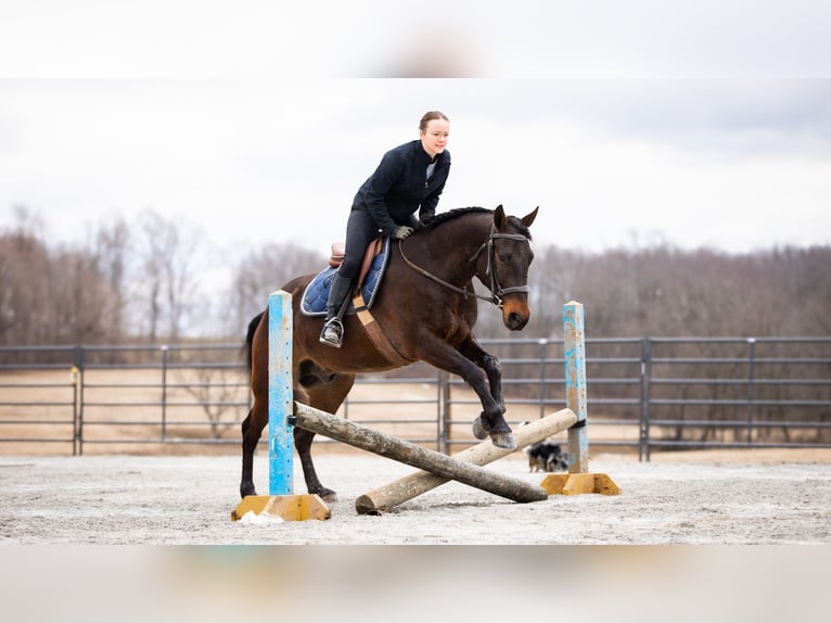 American Quarter Horse Wallach 5 Jahre 150 cm Rotbrauner in Fredericksburg, OH