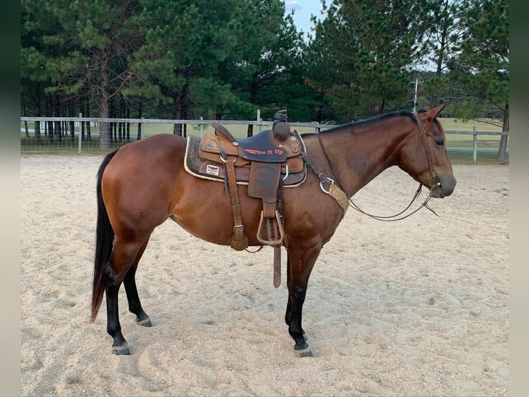 American Quarter Horse Wallach 5 Jahre 150 cm Rotbrauner in Calhoun City MS