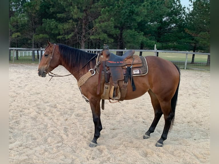American Quarter Horse Wallach 5 Jahre 150 cm Rotbrauner in Calhoun City MS