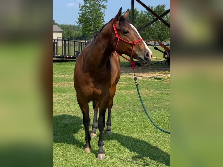 American Quarter Horse Wallach 5 Jahre 150 cm Rotbrauner in Calhoun City MS