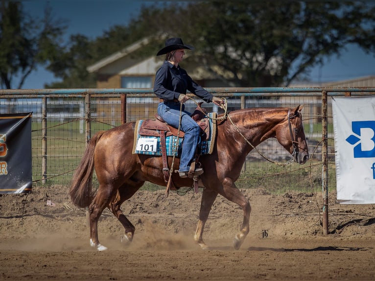American Quarter Horse Wallach 5 Jahre 150 cm Rotfuchs in Gainesville
