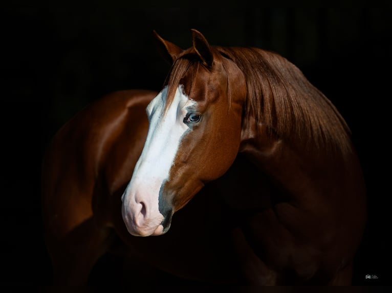American Quarter Horse Wallach 5 Jahre 150 cm Rotfuchs in Gainesville