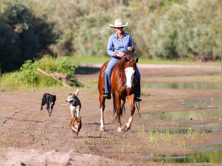 American Quarter Horse Wallach 5 Jahre 150 cm Rotfuchs in Belen