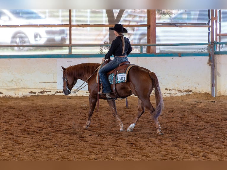 American Quarter Horse Wallach 5 Jahre 150 cm Rotfuchs in Gainesville American Quarter Horse Wallach 5 Jahre 150 cm Rotfuchs in Gainesville