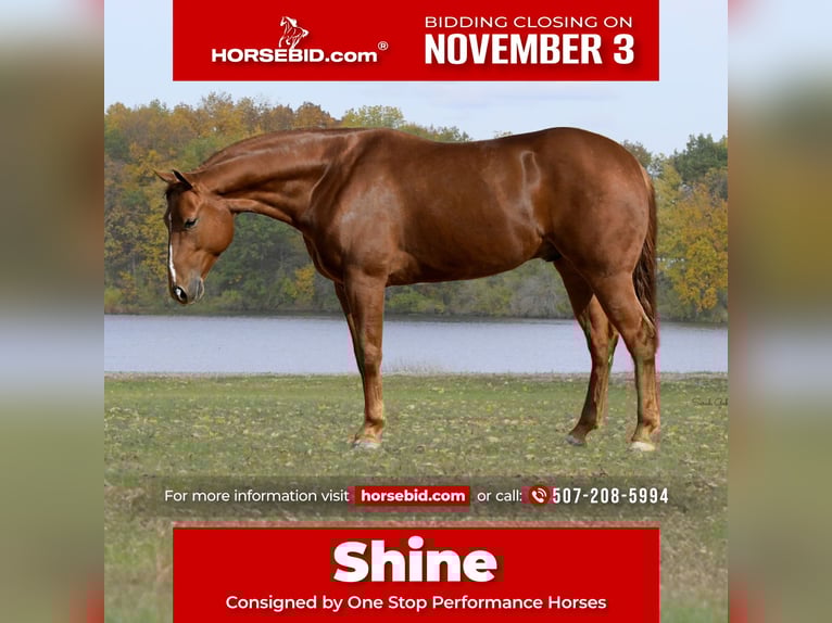 American Quarter Horse Wallach 5 Jahre 150 cm Rotfuchs in Oelwein