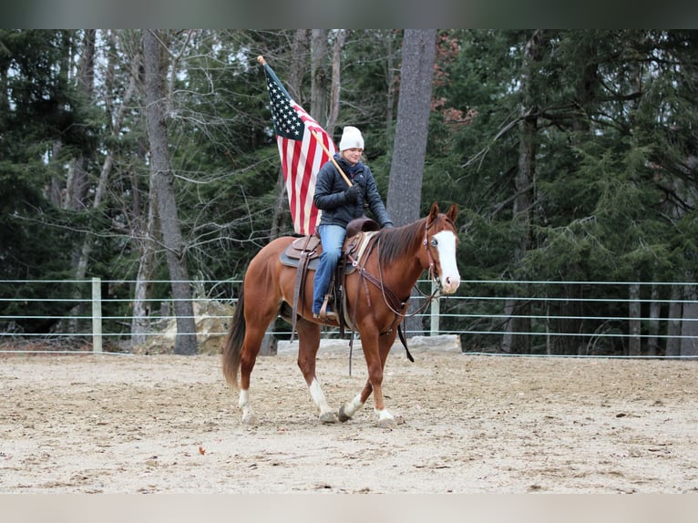American Quarter Horse Wallach 5 Jahre 150 cm Rotfuchs in Clarion