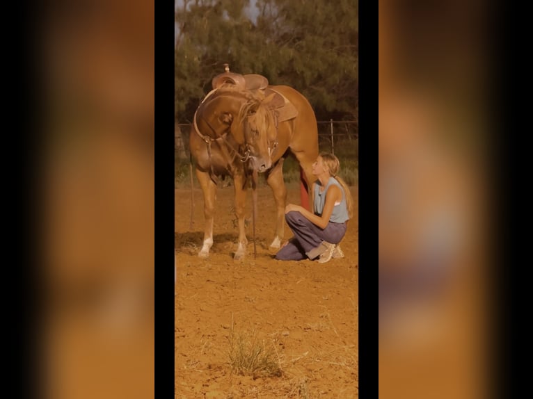 American Quarter Horse Wallach 5 Jahre 150 cm Rotfuchs in Granbury, TX