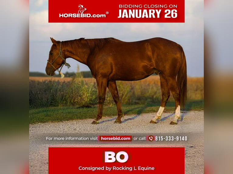 American Quarter Horse Wallach 5 Jahre 150 cm Rotfuchs in Joy