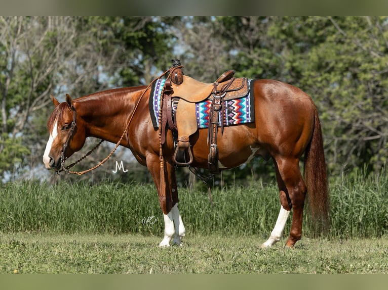 American Quarter Horse Wallach 5 Jahre 150 cm Rotfuchs in River Falls