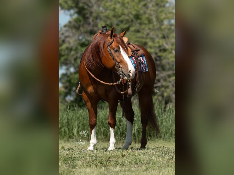 American Quarter Horse Wallach 5 Jahre 150 cm Rotfuchs in River Falls