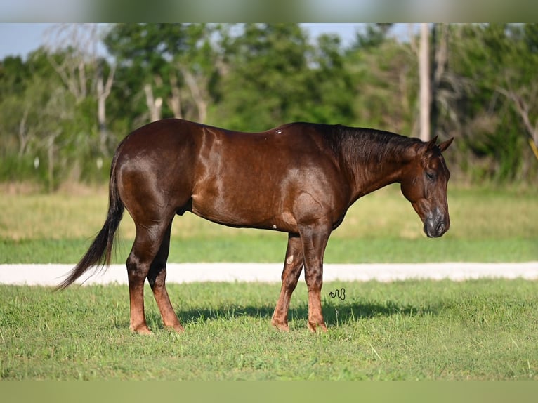 American Quarter Horse Wallach 5 Jahre 150 cm Rotfuchs in Waco, TX