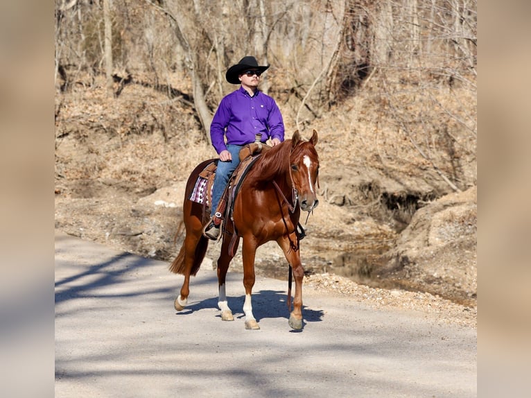 American Quarter Horse Wallach 5 Jahre 150 cm Rotfuchs in Buffalo
