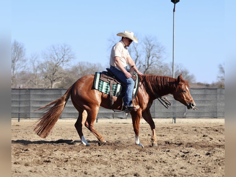 American Quarter Horse Wallach 5 Jahre 150 cm Rotfuchs in Buffalo