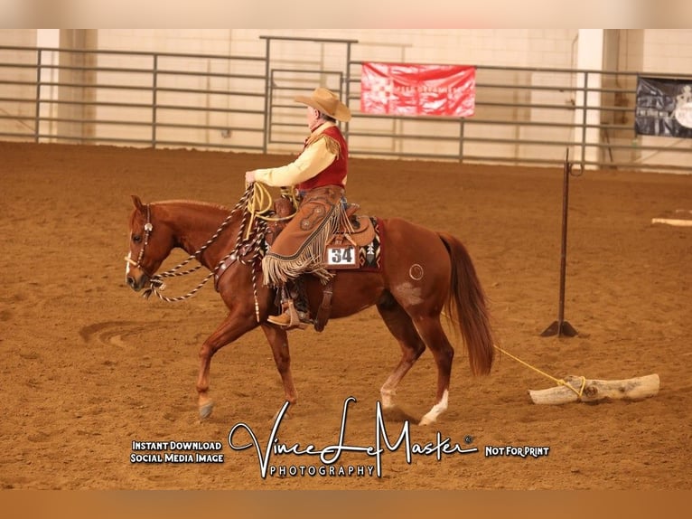 American Quarter Horse Wallach 5 Jahre 150 cm Rotfuchs in Canon City, CO
