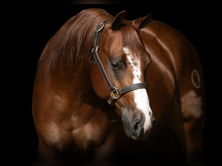 American Quarter Horse Wallach 5 Jahre 150 cm Rotfuchs in Canon City, CO