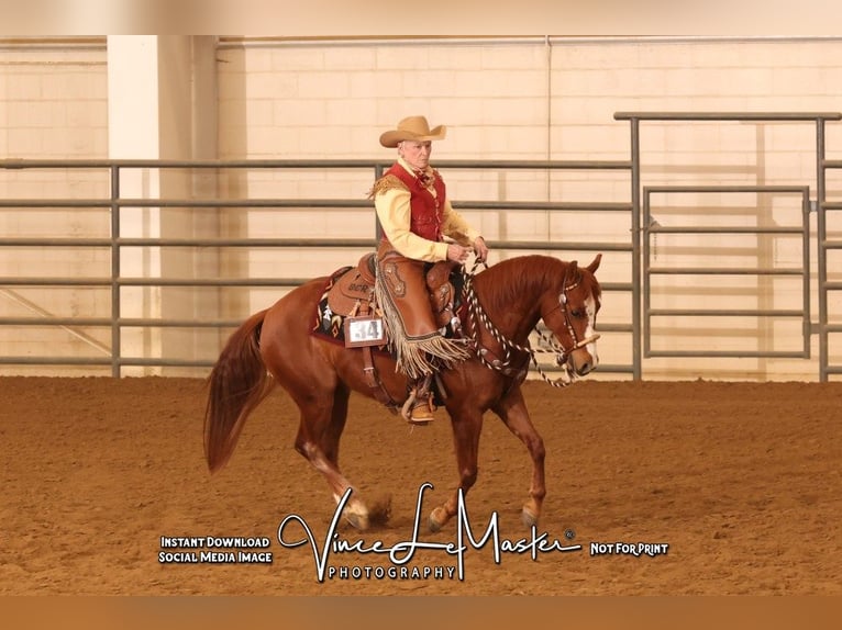 American Quarter Horse Wallach 5 Jahre 150 cm Rotfuchs in Canon City, CO