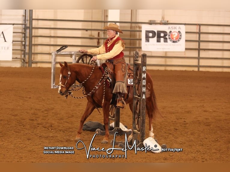 American Quarter Horse Wallach 5 Jahre 150 cm Rotfuchs in Canon City, CO
