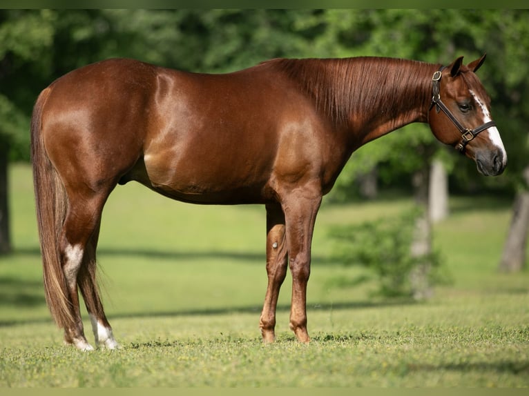 American Quarter Horse Wallach 5 Jahre 150 cm Rotfuchs in Canon City, CO