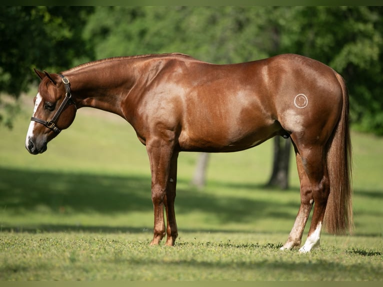 American Quarter Horse Wallach 5 Jahre 150 cm Rotfuchs in Canon City, CO