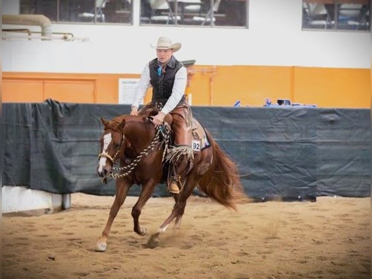American Quarter Horse Wallach 5 Jahre 150 cm Rotfuchs in Canon City, CO