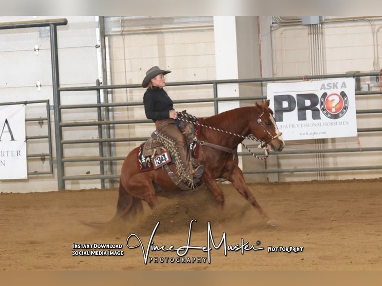American Quarter Horse Wallach 5 Jahre 150 cm Rotfuchs in Canon City, CO