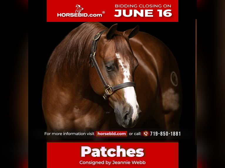 American Quarter Horse Wallach 5 Jahre 150 cm Rotfuchs in Canon City, CO