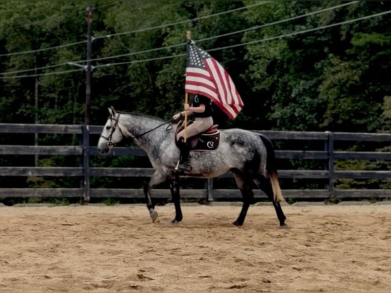 American Quarter Horse Wallach 5 Jahre 150 cm Schimmel in Clover