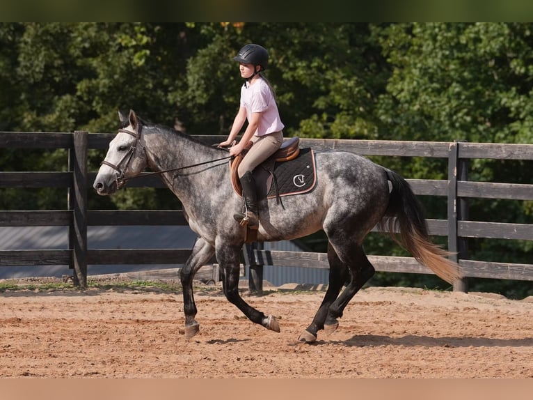American Quarter Horse Wallach 5 Jahre 150 cm Schimmel in Clover