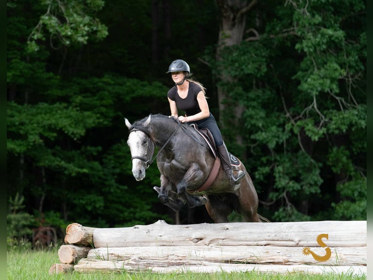 American Quarter Horse Wallach 5 Jahre 150 cm Schimmel in Bogard, MO