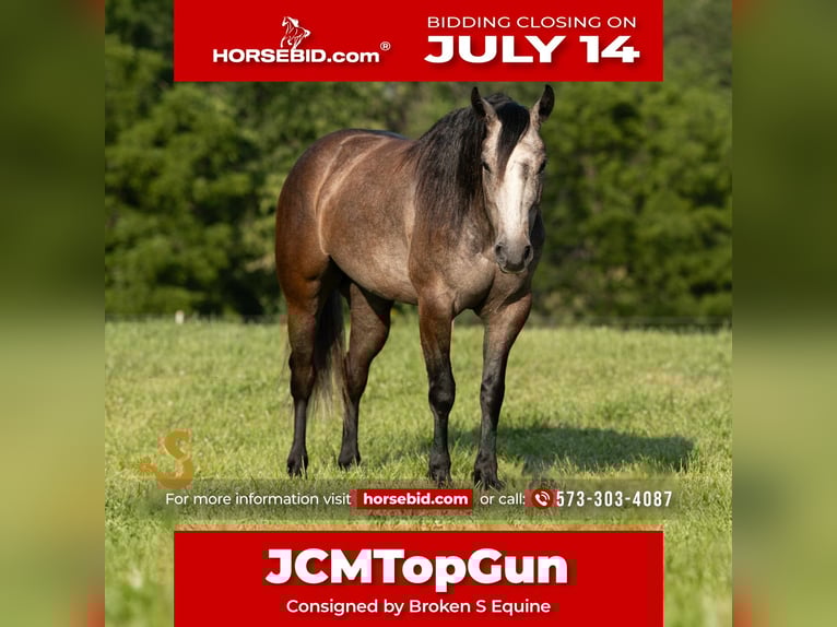 American Quarter Horse Wallach 5 Jahre 150 cm Schimmel in Bogard, MO