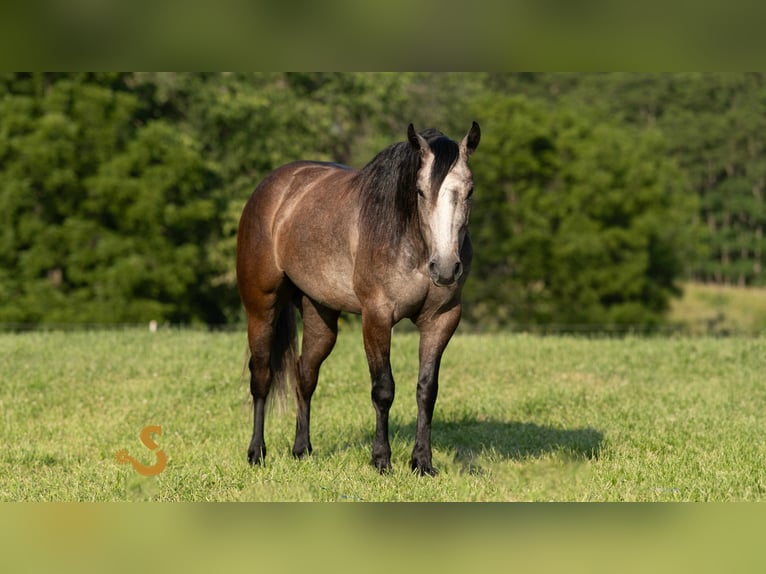 American Quarter Horse Wallach 5 Jahre 150 cm Schimmel in Bogard, MO