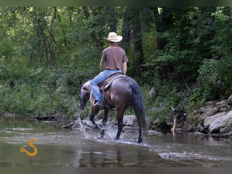 American Quarter Horse Wallach 5 Jahre 150 cm Schimmel in Bogard, MO