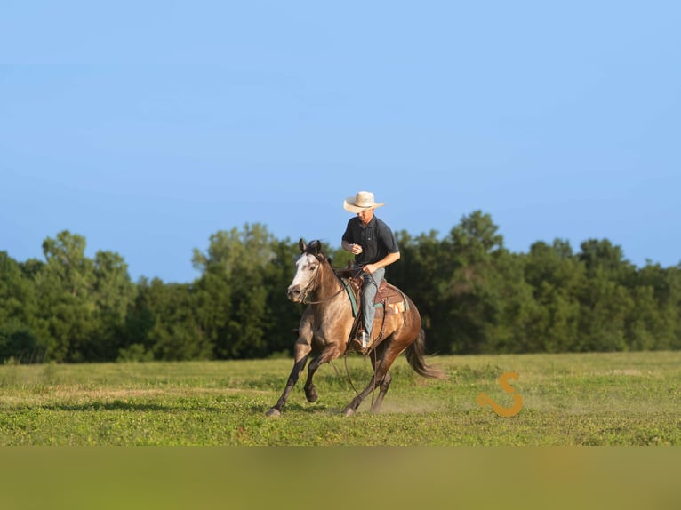 American Quarter Horse Wallach 5 Jahre 150 cm Schimmel in Bogard, MO