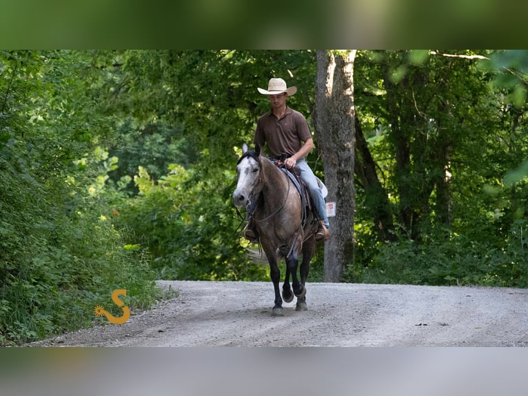 American Quarter Horse Wallach 5 Jahre 150 cm Schimmel in Bogard, MO