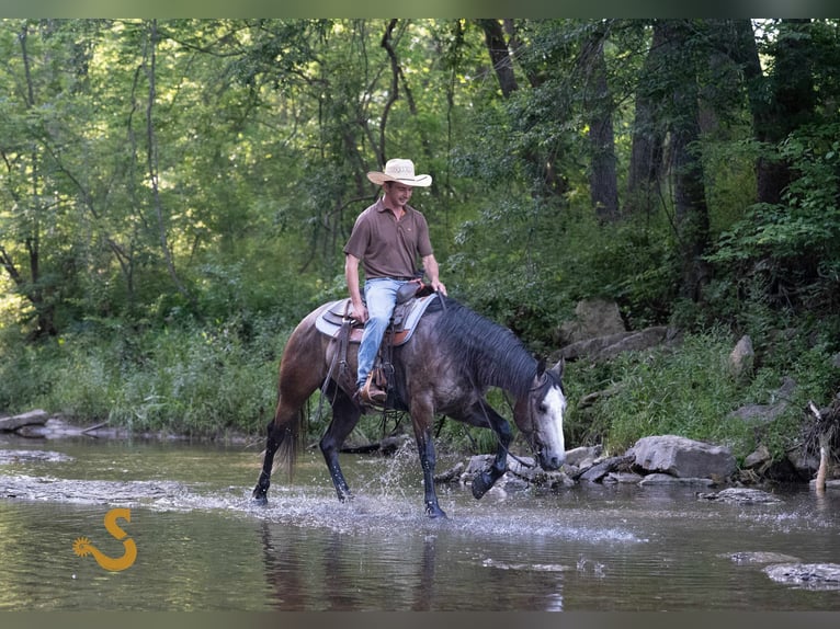American Quarter Horse Wallach 5 Jahre 150 cm Schimmel in Bogard, MO