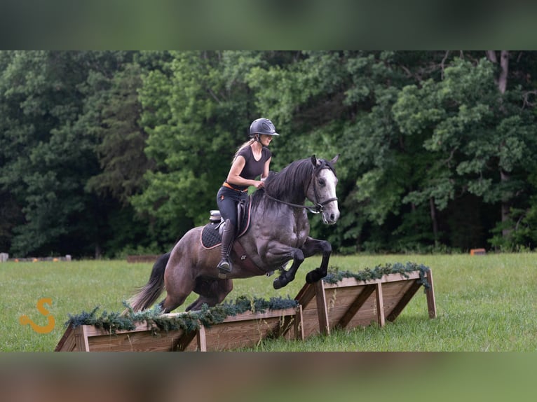 American Quarter Horse Wallach 5 Jahre 150 cm Schimmel in Bogard, MO