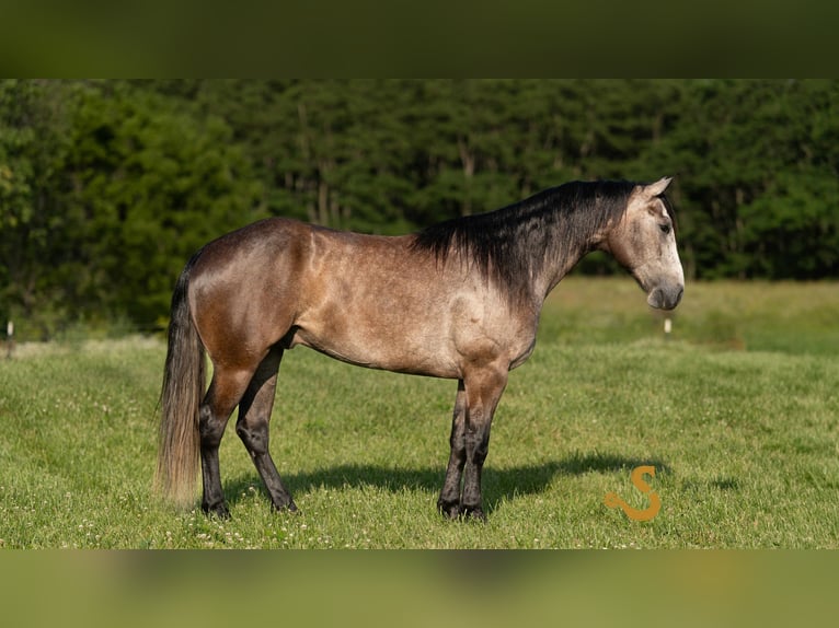 American Quarter Horse Wallach 5 Jahre 150 cm Schimmel in Bogard, MO